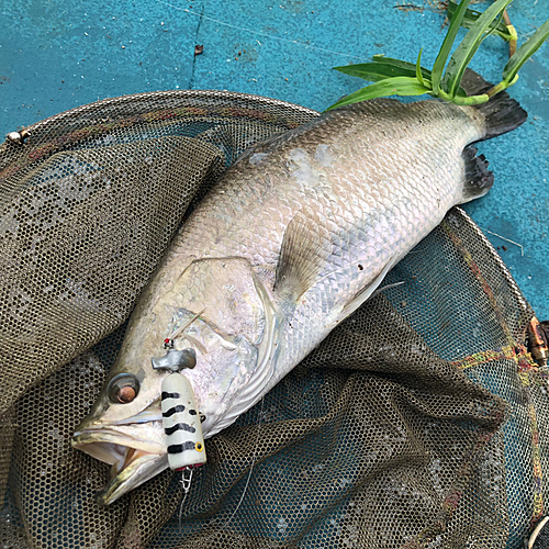 バラマンディの釣果