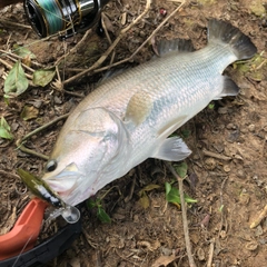 バラマンディの釣果