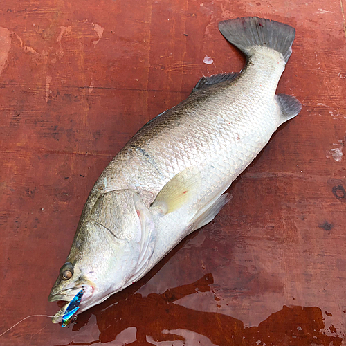 バラマンディの釣果