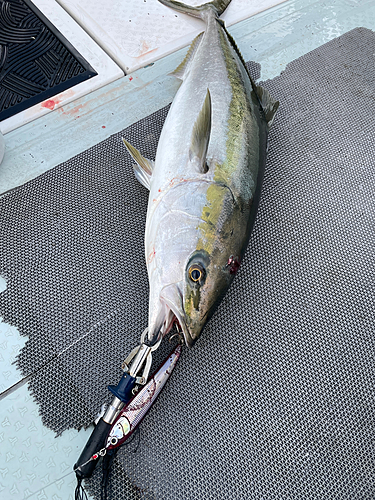 ブリの釣果