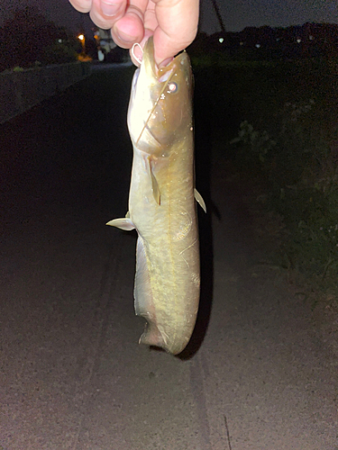 マナマズの釣果