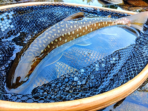 アメマスの釣果