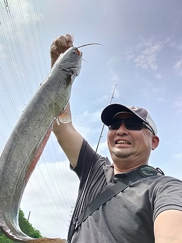 ナマズの釣果