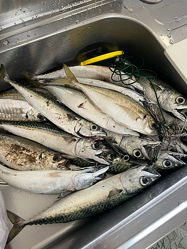 マサバの釣果