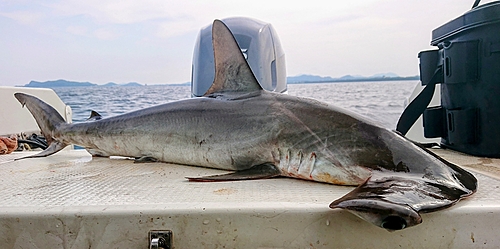 ハンマーヘッドシャークの釣果