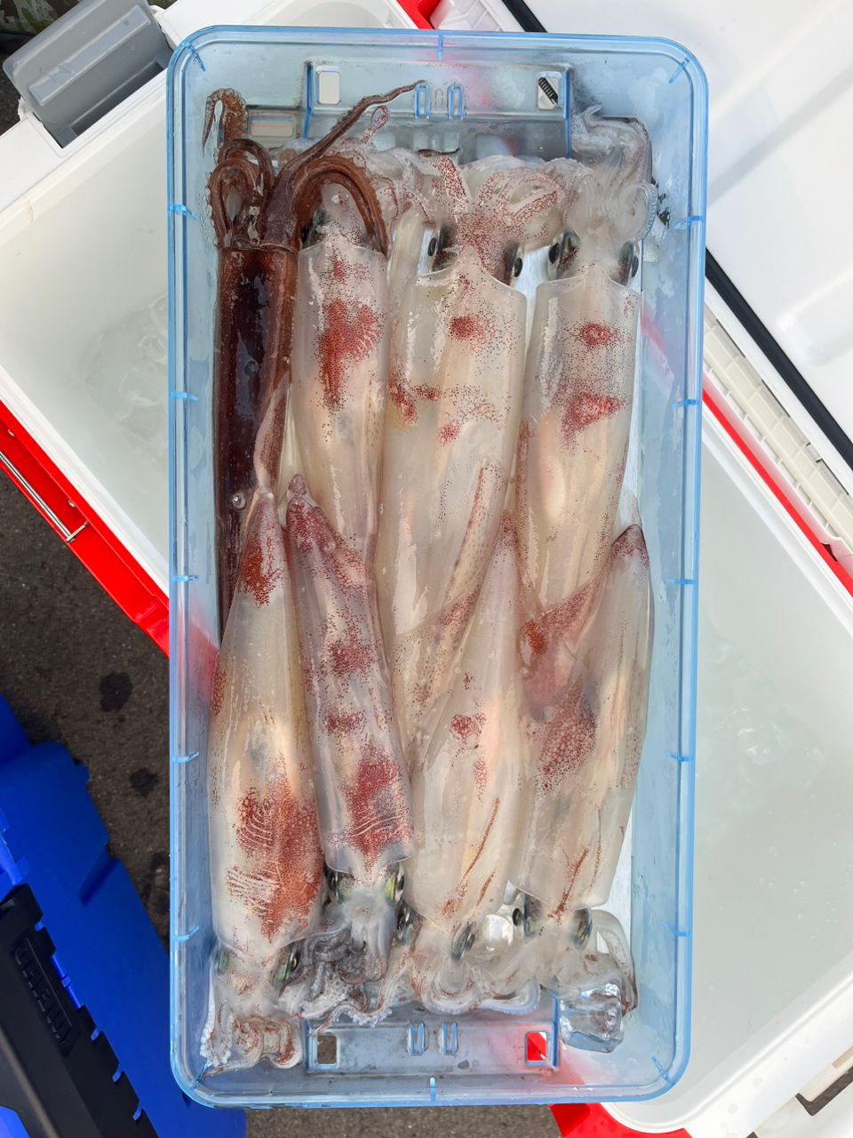 タッチーさんの釣果 2枚目の画像