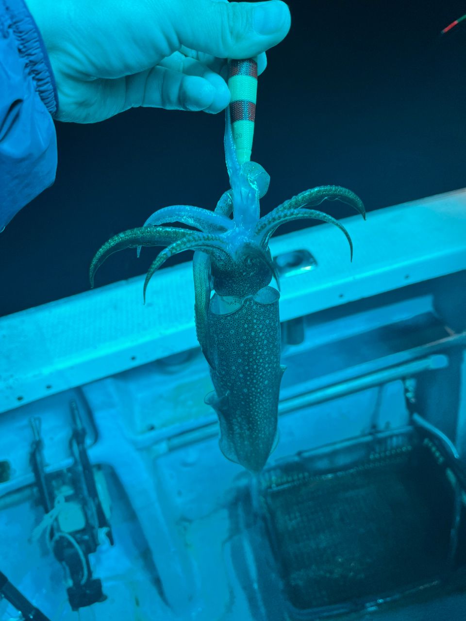 タッチーさんの釣果 3枚目の画像