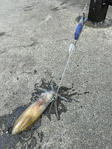 マメイカの釣果