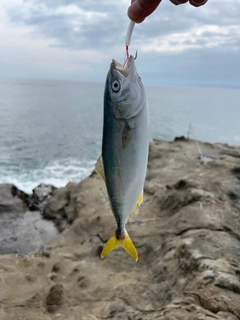 ワカシの釣果