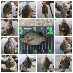 ブルーギルの釣果