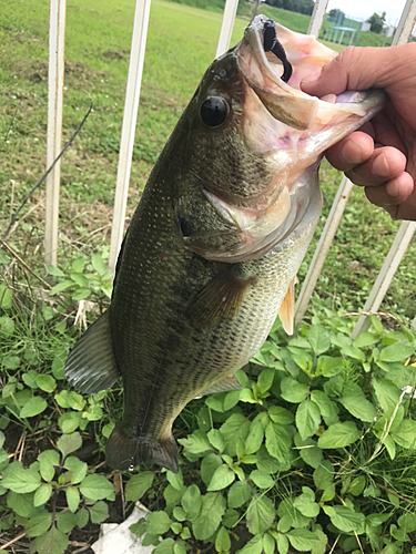 ラージマウスバスの釣果