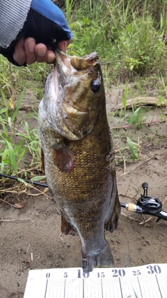 スモールマウスバスの釣果