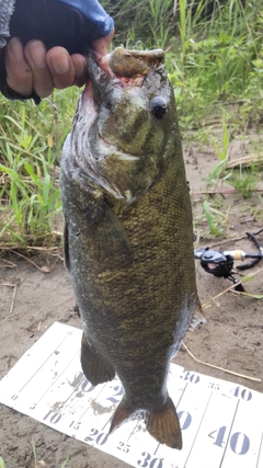 スモールマウスバスの釣果