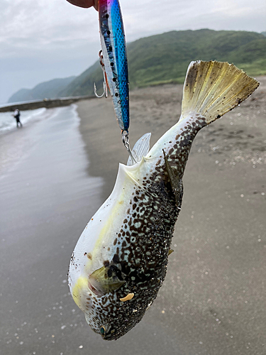 フグの釣果