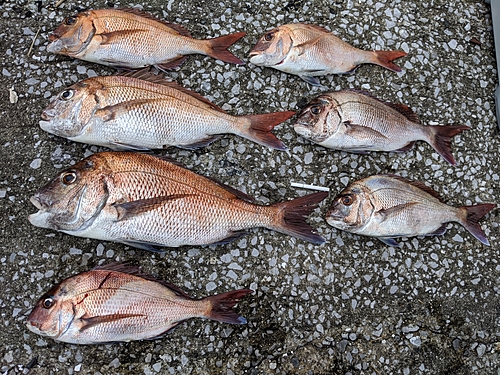 タイの釣果