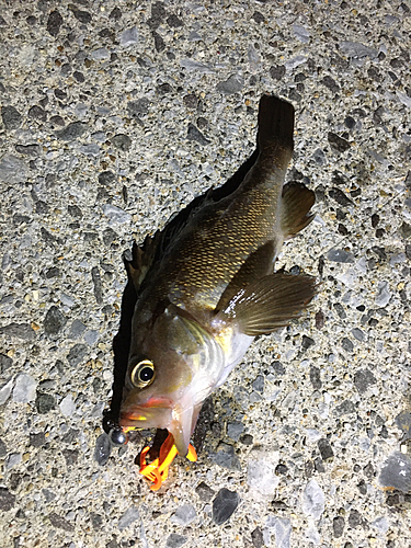 エゾメバルの釣果