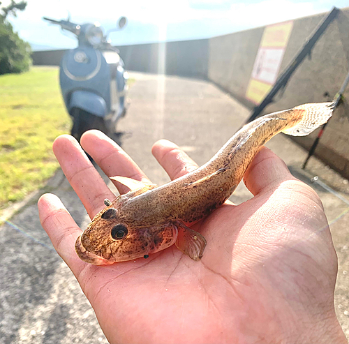 ハゼの釣果