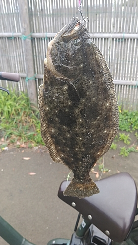 ソゲの釣果