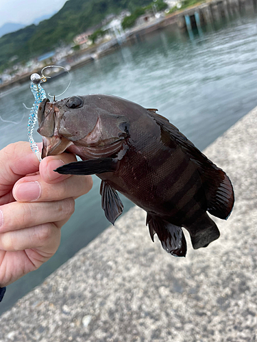 ヤミハタの釣果