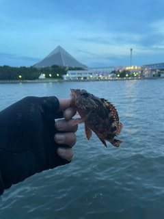 シロメバルの釣果