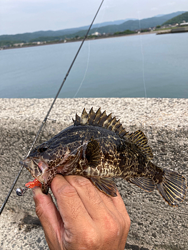 ベッコウゾイの釣果