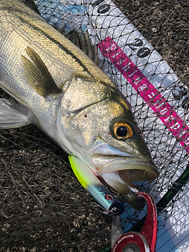 シーバスの釣果