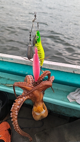 タコの釣果