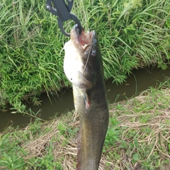 マナマズの釣果