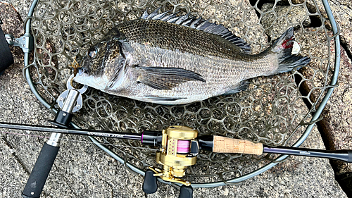 チヌの釣果