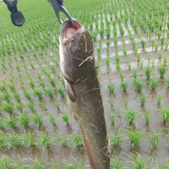 マナマズの釣果