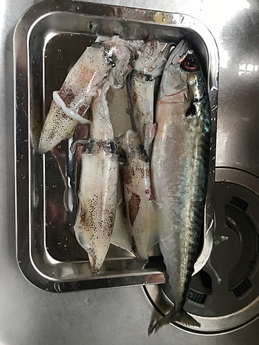 サバの釣果