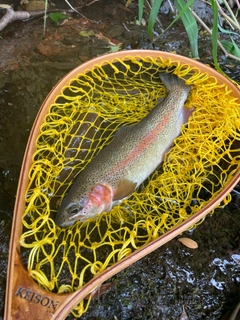 ニジマスの釣果