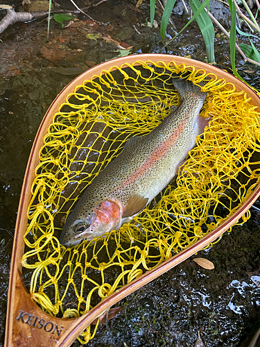 ニジマスの釣果