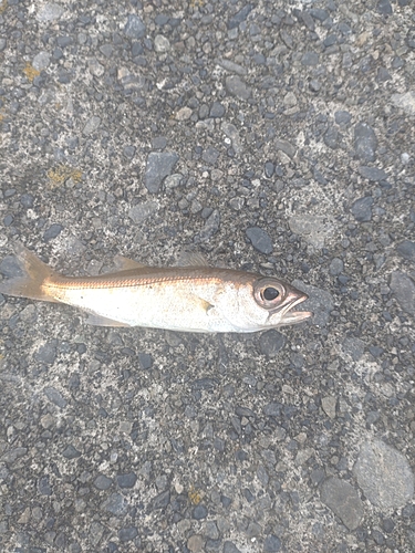 クロムツの釣果