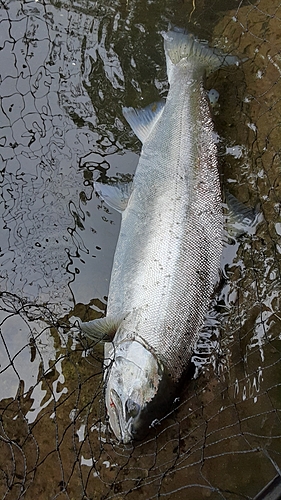 サクラマスの釣果