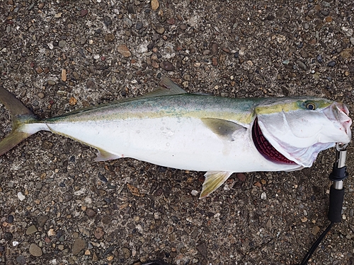 ブリの釣果