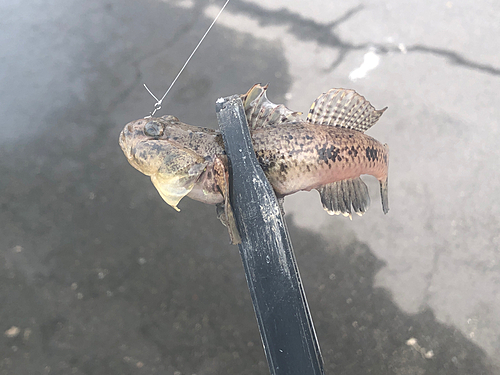 ウロハゼの釣果