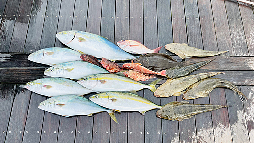 ワラサの釣果