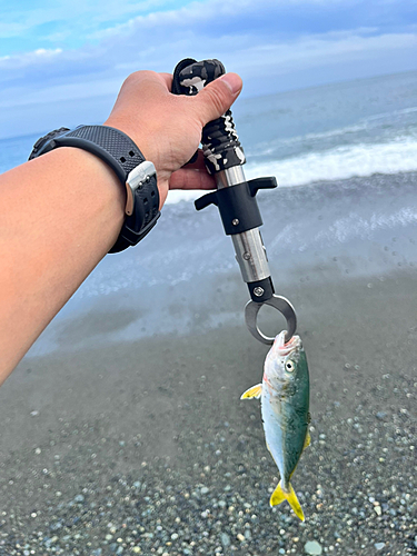 ワカシの釣果