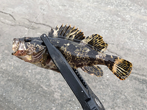 タケノコメバルの釣果