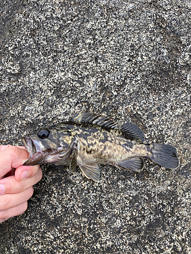 クロソイの釣果