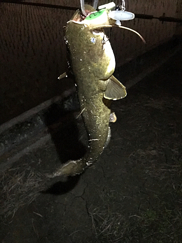 マナマズの釣果