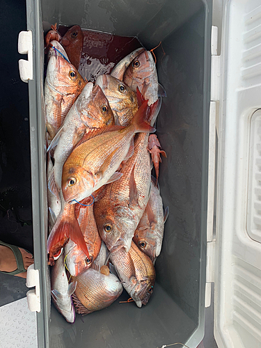 タイの釣果