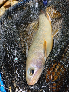 イワナの釣果