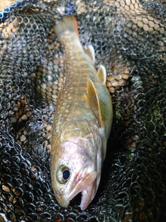 イワナの釣果