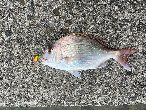 マダイの釣果