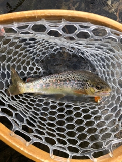 ブラウントラウトの釣果