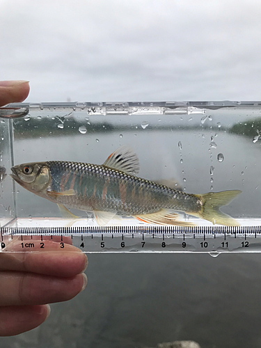 オイカワの釣果