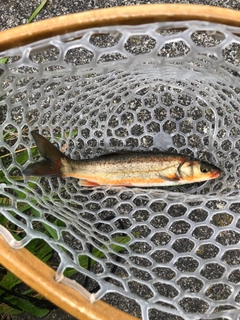 ウグイの釣果