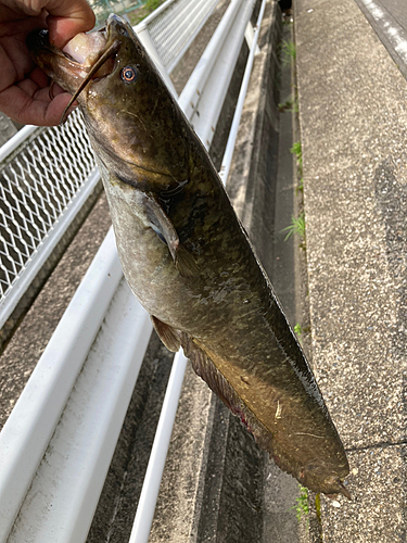 ナマズの釣果